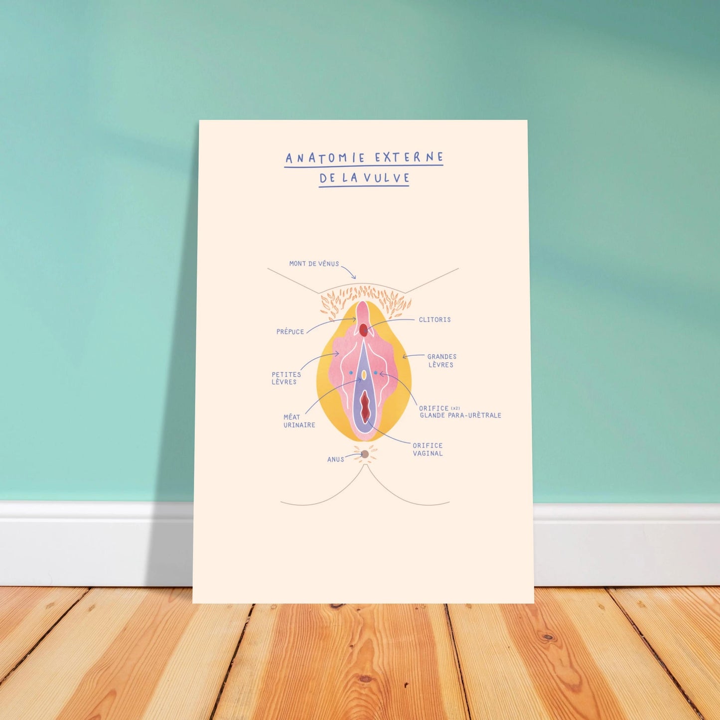 Anatomie externe de la vulve - Poster A3 - Gang du Clito