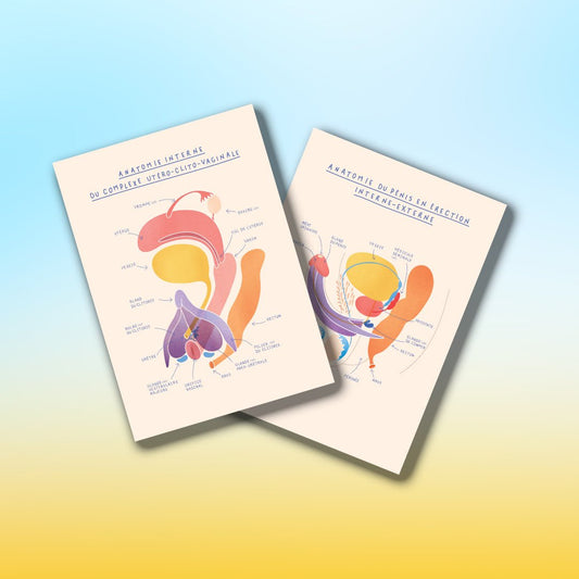 Kit anatomique EVARS - 8 fiches A5 - Gang du Clito