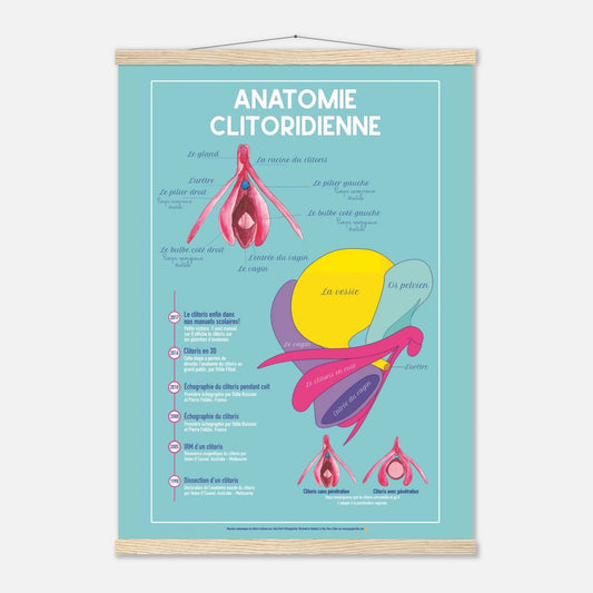 Planche anatomique clitoris - Evras - Gang du Clito