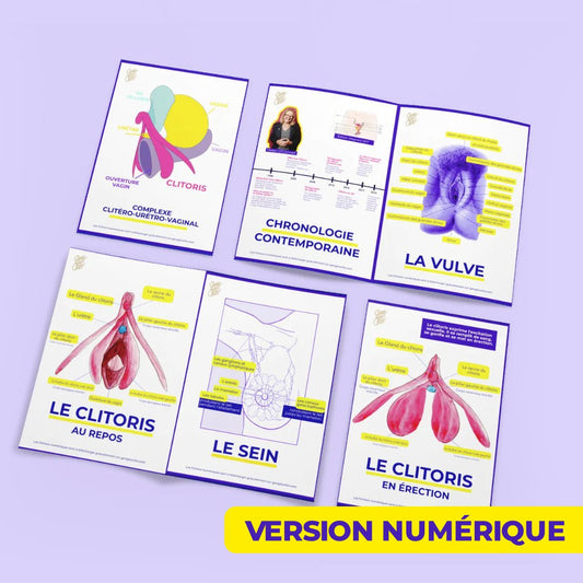 Fiches anatomiques du clitoris - À télécharger - Gang du Clito