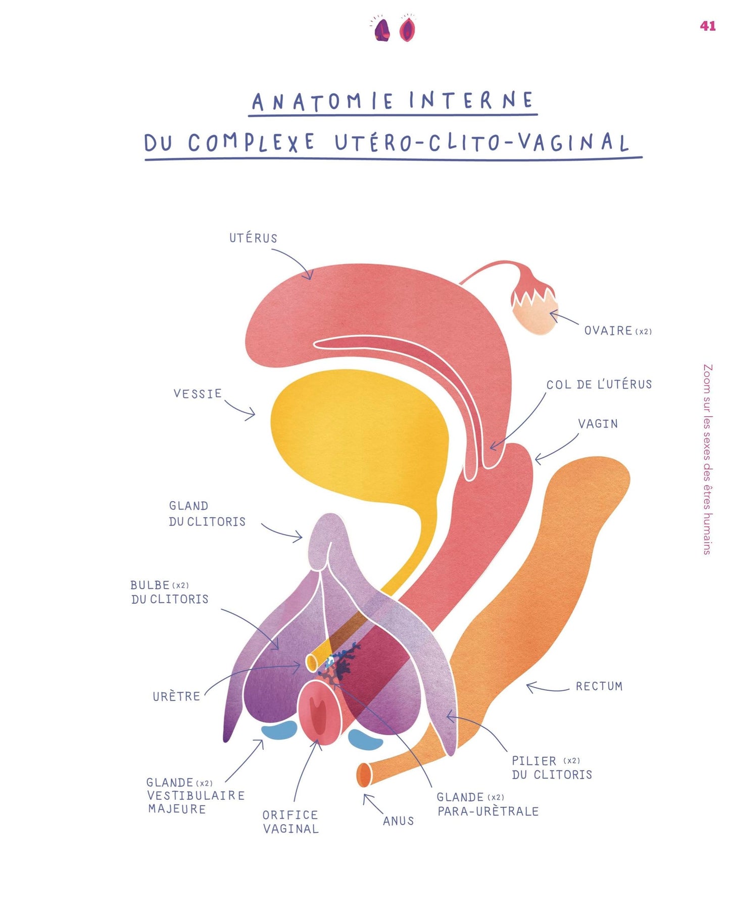 Le petit guide de la Foufoune sexuelle - Tome 2 pour les ados - Gang du Clito