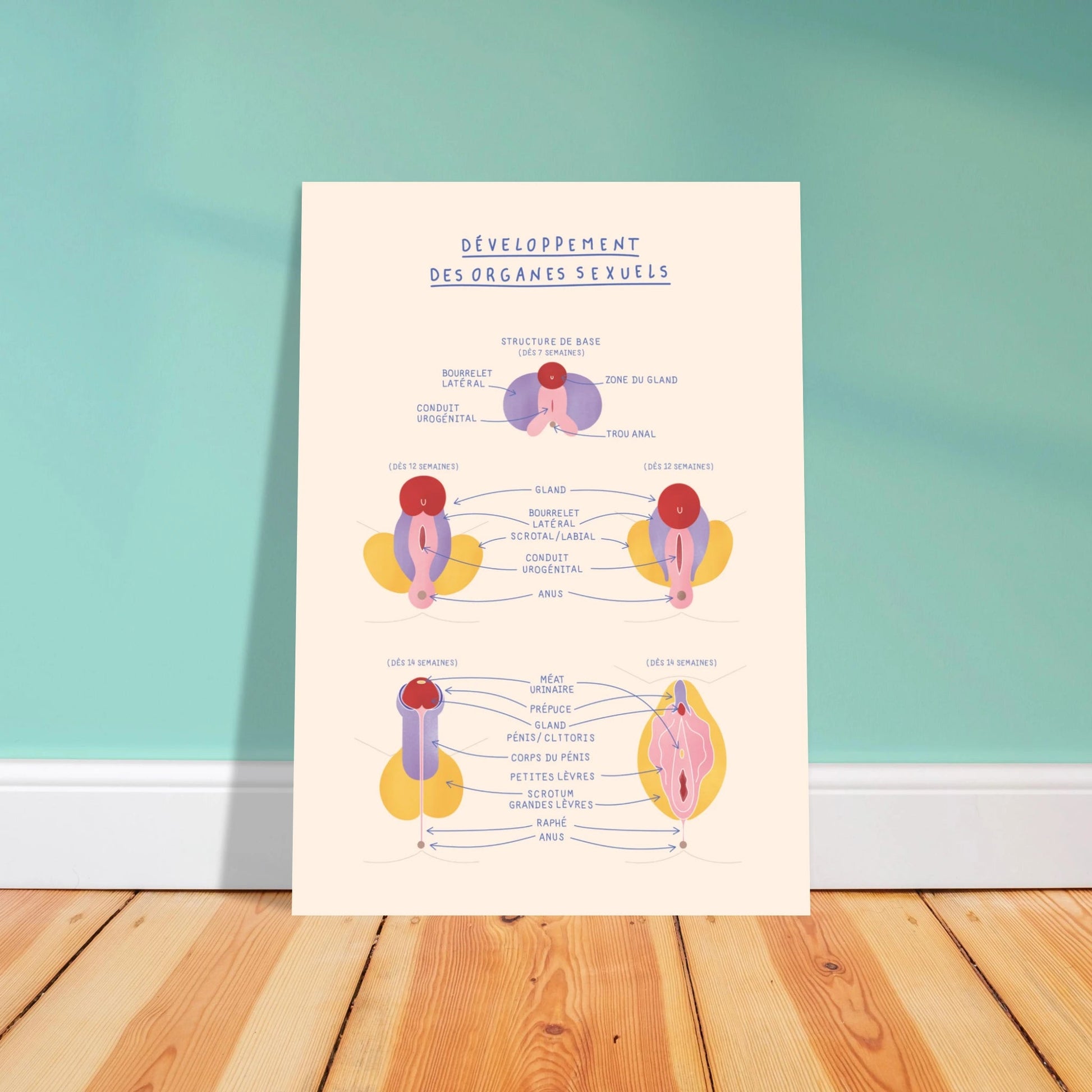 Anatomie du développement des organes sexuels - Poster A3 - Gang du Clito