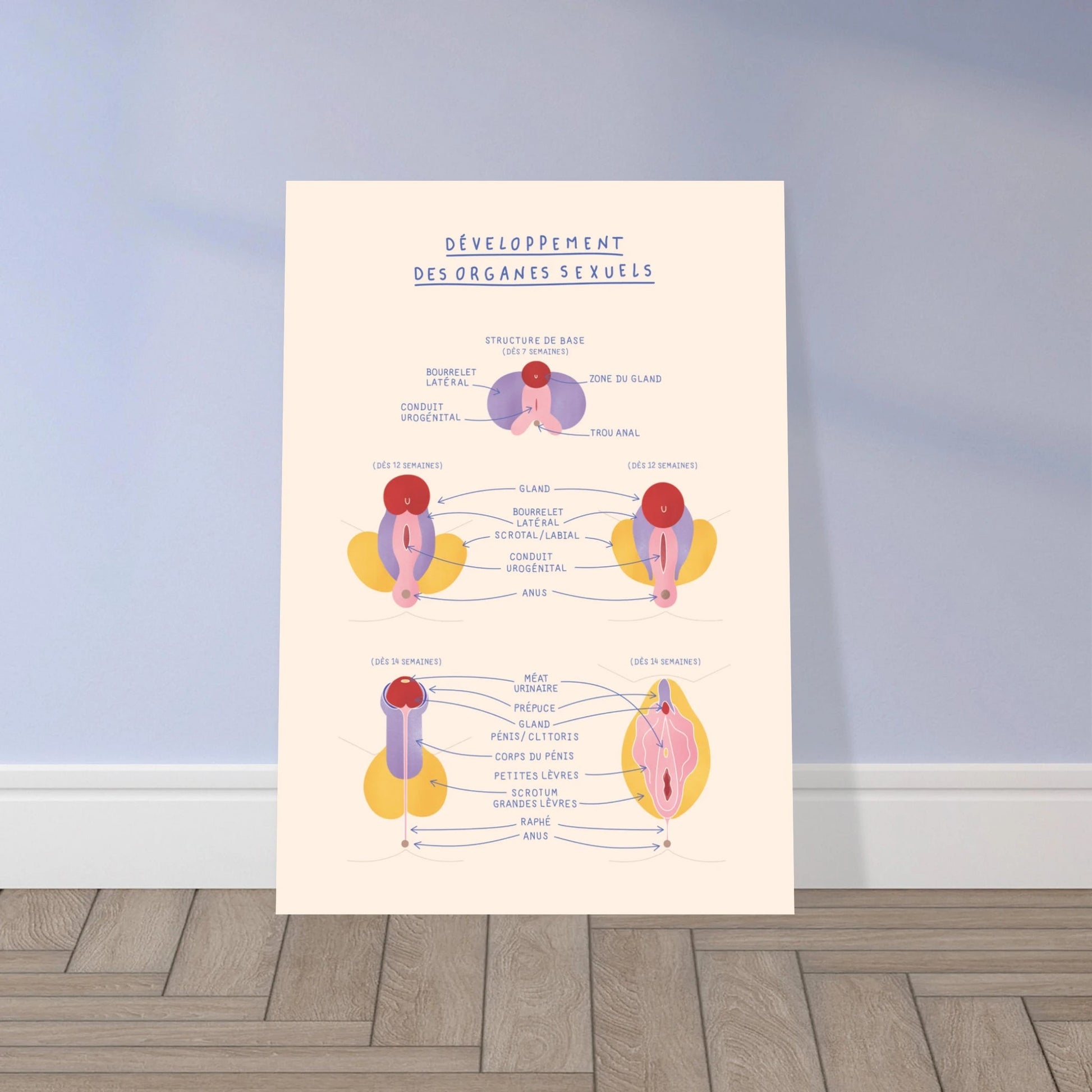 Anatomie du développement des organes sexuels - Poster A3 - Gang du Clito