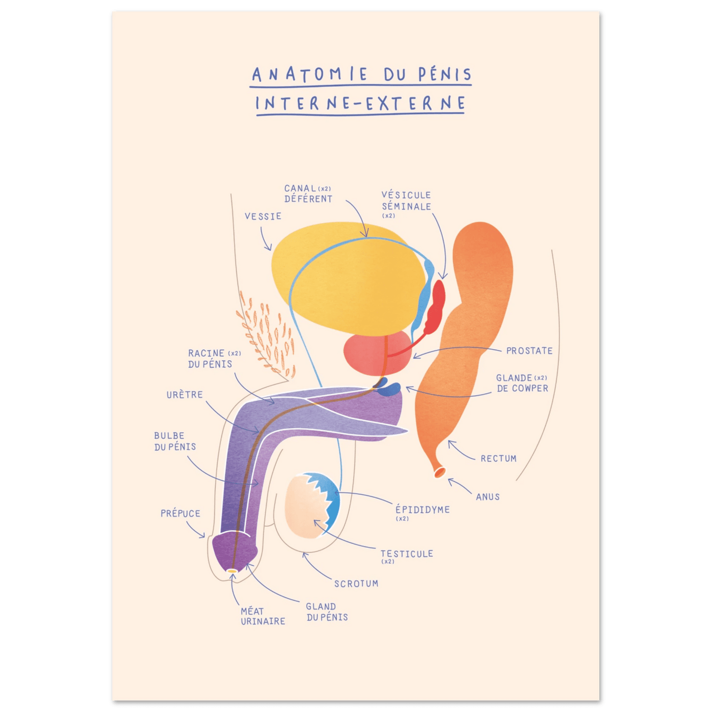 Anatomie du pénis au repos interne et externe - Poster A3 - Gang du Clito
