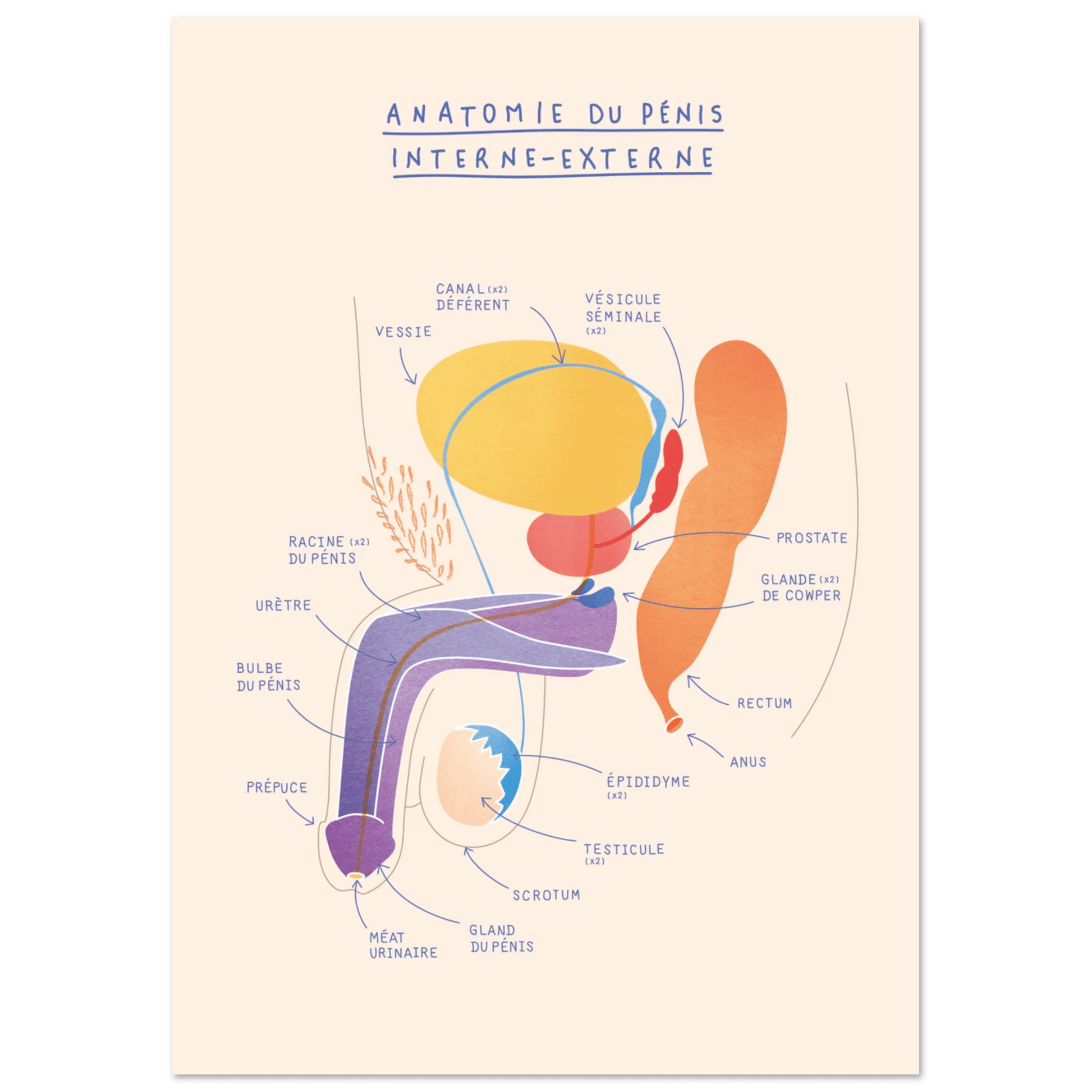 Anatomie du pénis au repos interne et externe - Poster A3 - Gang du Clito