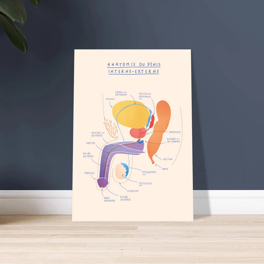 Anatomie du pénis interne et externe - Poster A3 - Gang du Clito