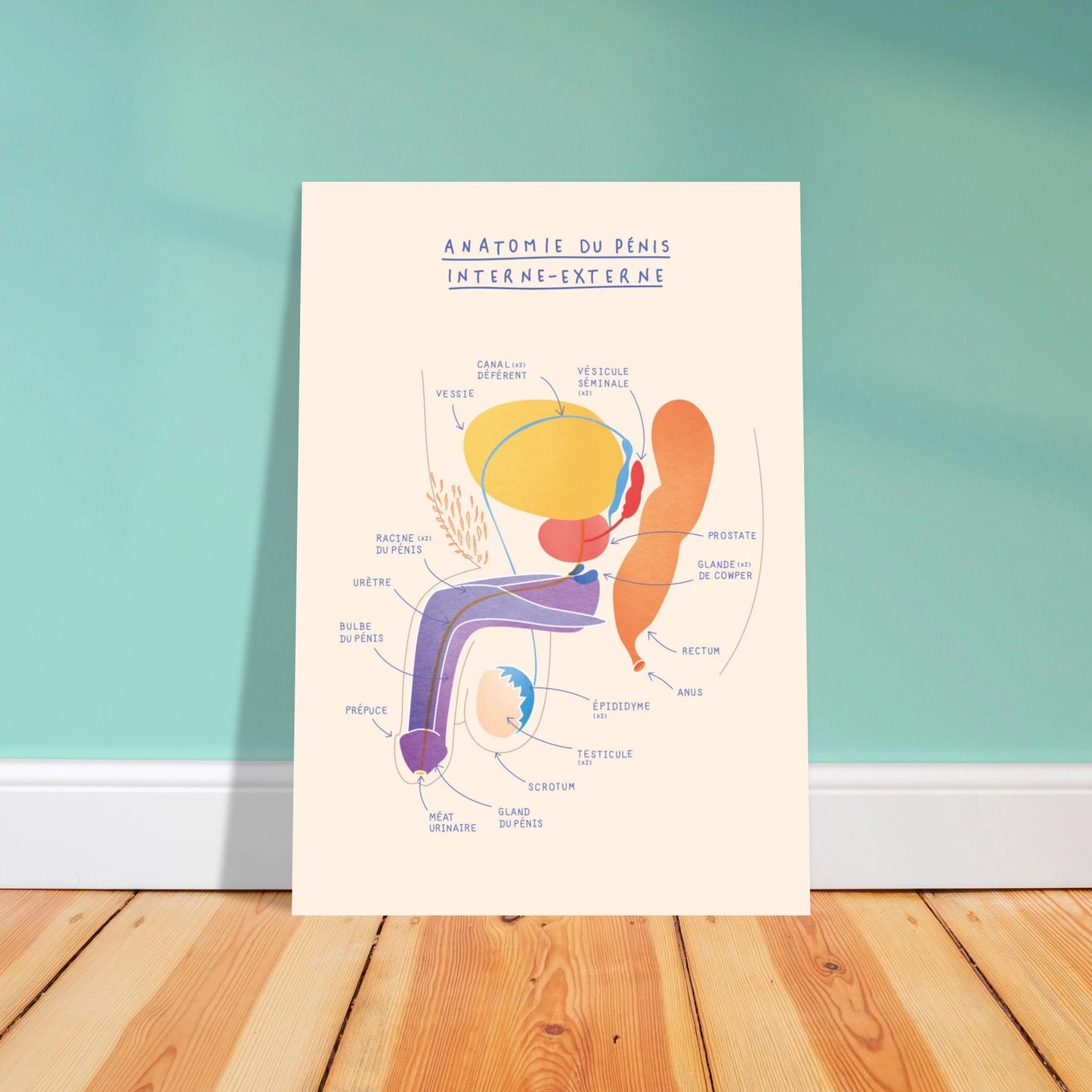 Anatomie du pénis interne et externe - Poster A3 - Gang du Clito