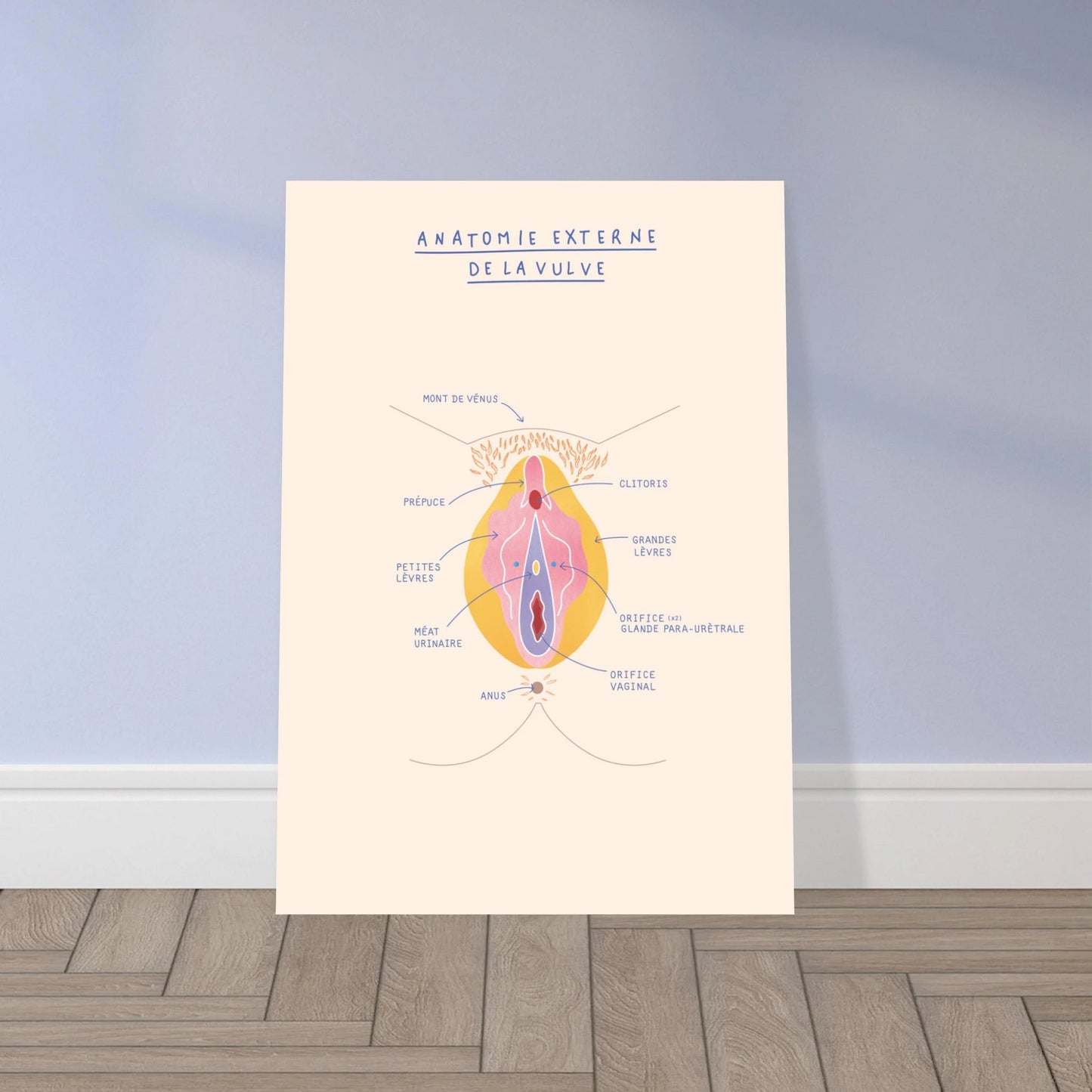 Anatomie externe de la vulve - Poster A3 - Gang du Clito