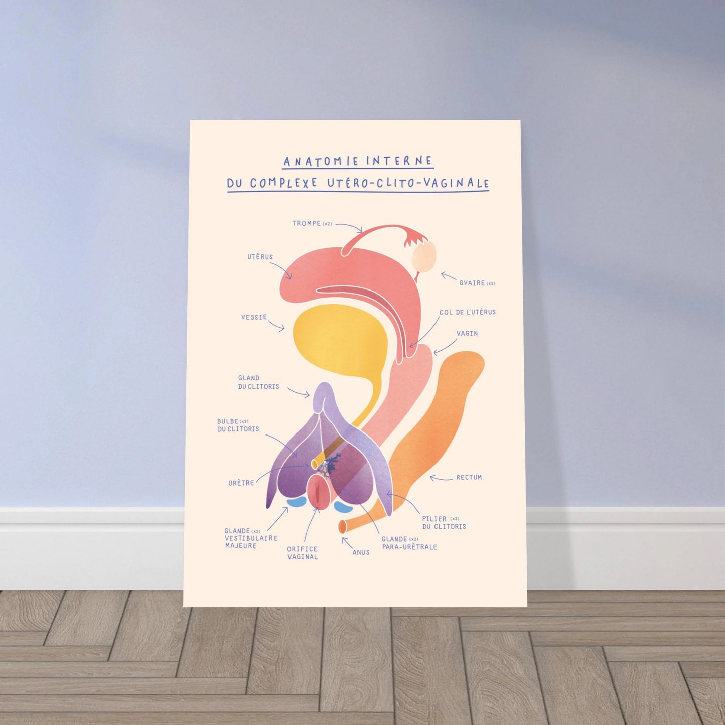 Anatomie interne du complexe utéro-clito-vaginal - Poster A3 - Gang du Clito