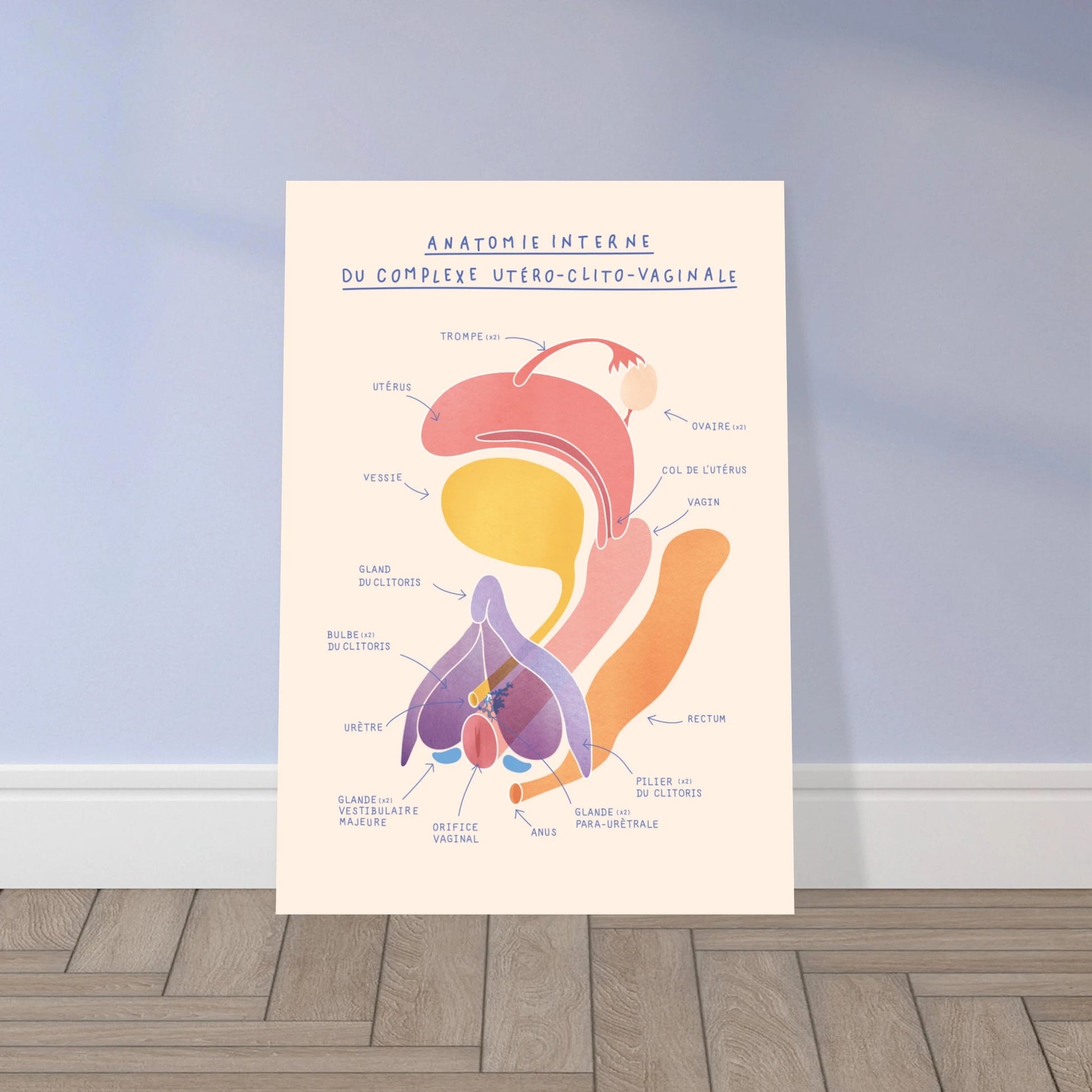 Anatomie interne du complexe utéro-clito-vaginal - Poster A3 - Gang du Clito