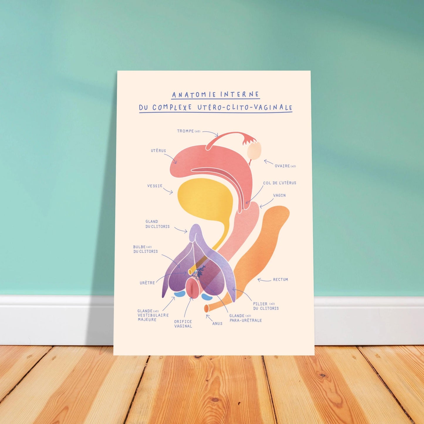 Anatomie interne du complexe utéro-clito-vaginal - Poster A3 - Gang du Clito