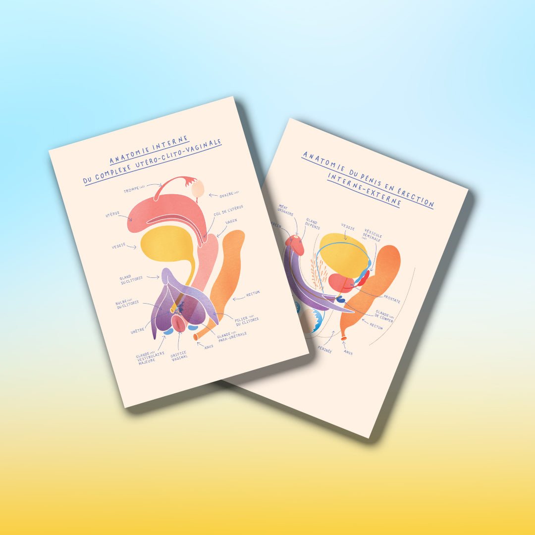 Kit anatomique EVARS - 8 fiches A5 - Gang du Clito