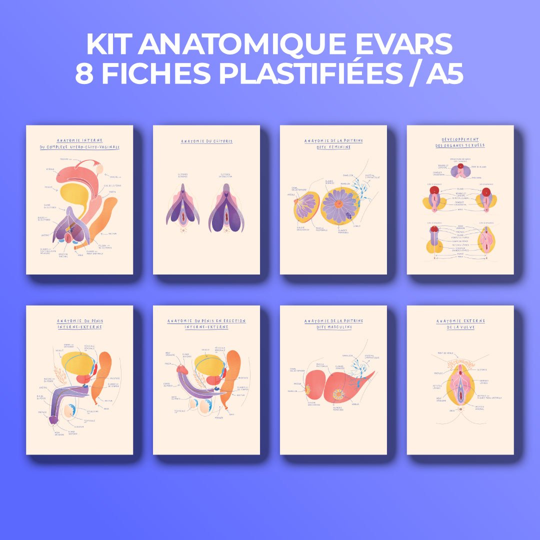 Kit anatomique EVARS - 8 fiches A5 - Gang du Clito
