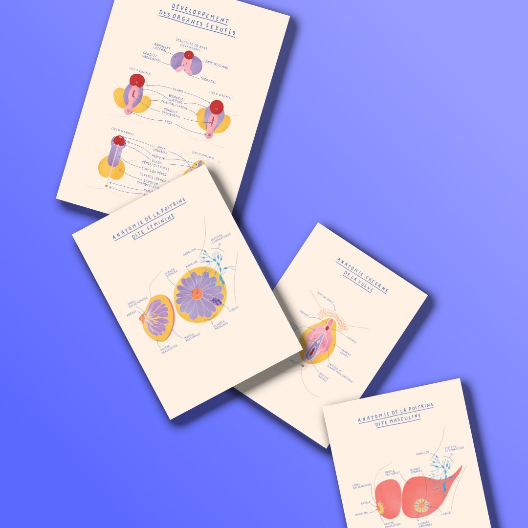 Kit anatomique EVARS - 8 fiches A5 - Gang du Clito
