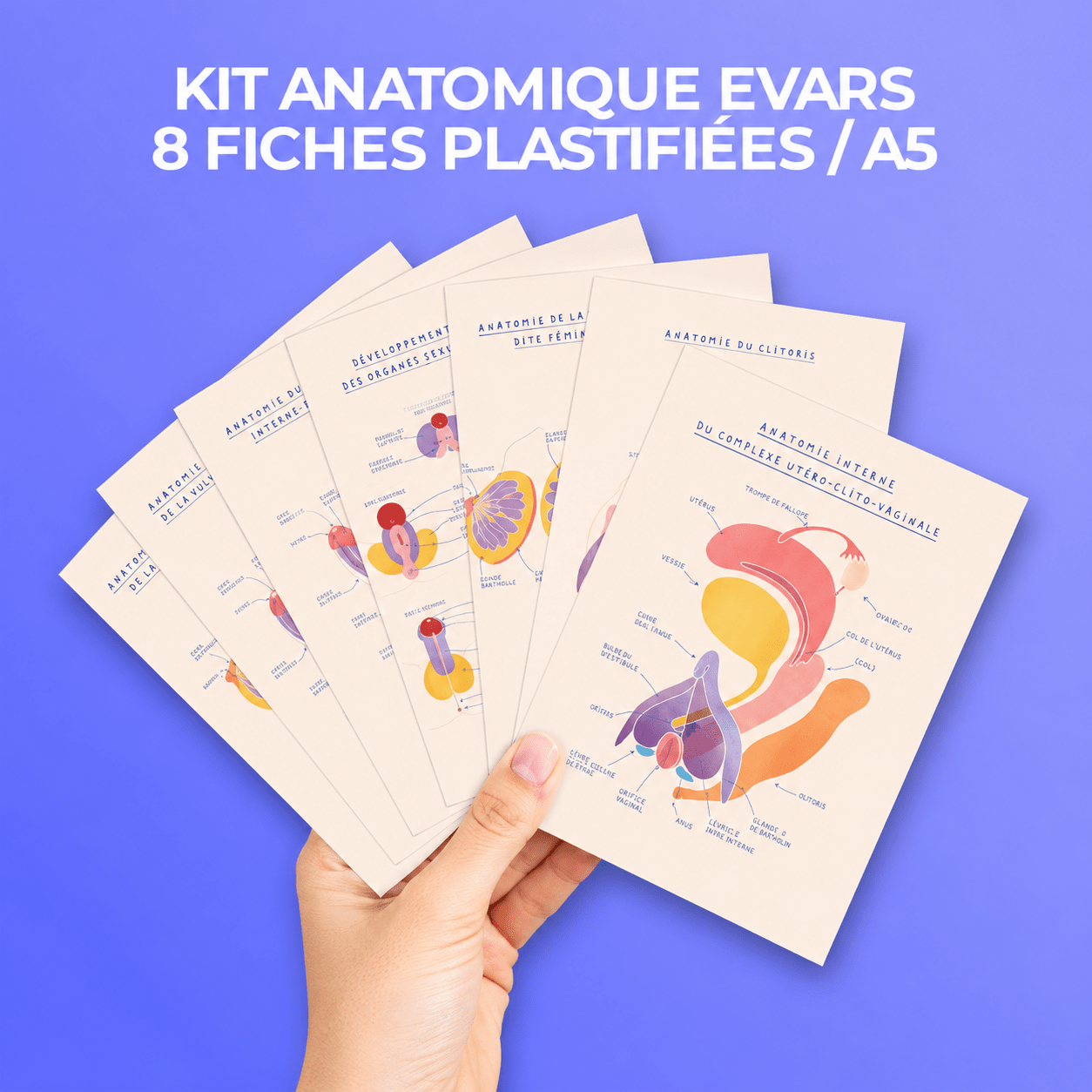 Kit anatomique EVARS - 8 fiches A5 - Gang du Clito