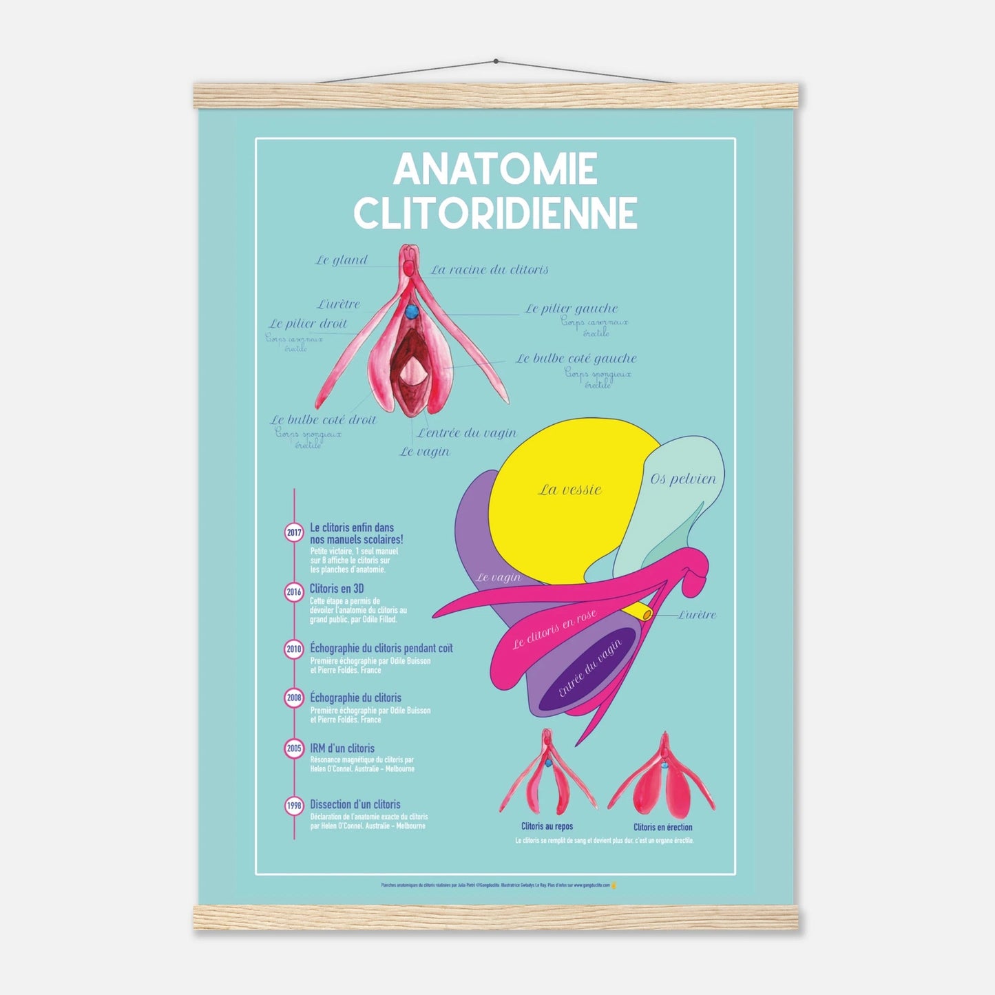 Planche anatomique clitoris - EVARS - Gang du Clito