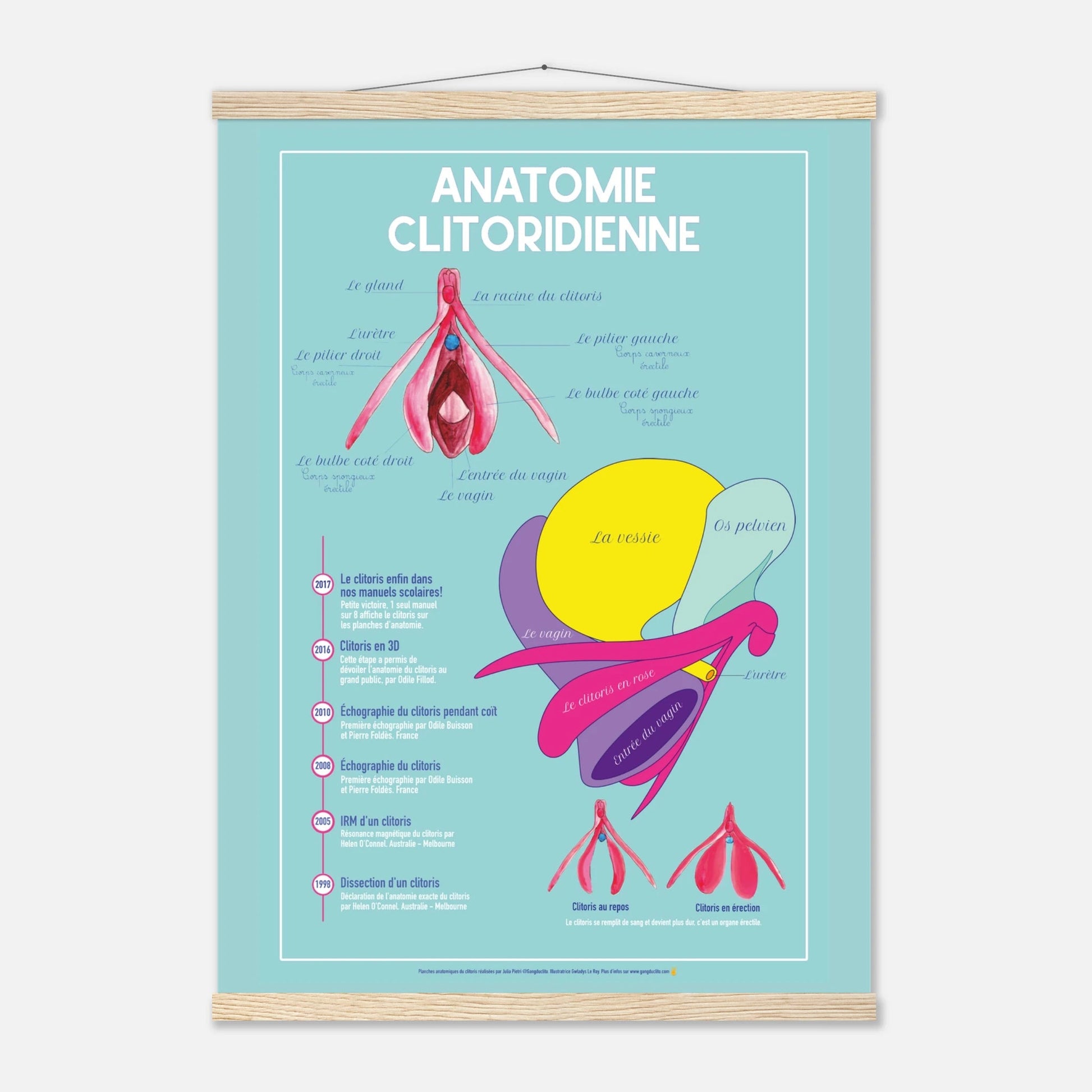 Planche anatomique clitoris - EVARS - Gang du Clito