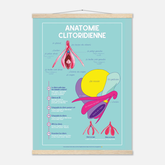 Planche anatomique clitoris - EVARS - Gang du Clito