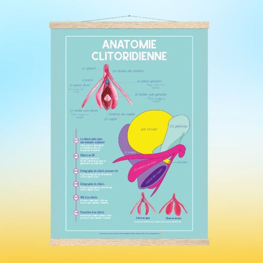 Planche anatomique clitoris - EVARS - Gang du Clito