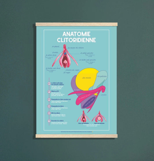 Planche anatomique clitoris - Evras - Gang du Clito