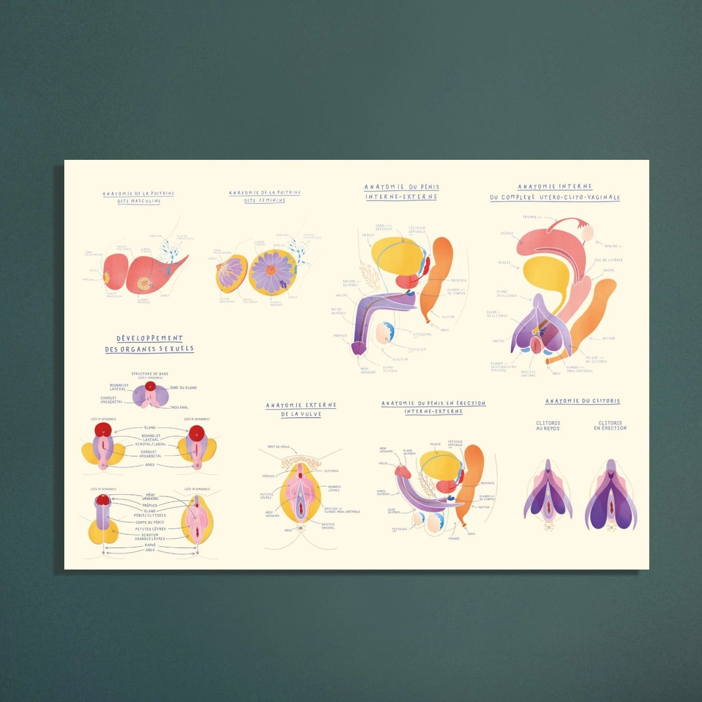 Planche anatomique EVARS en carton plume - Grand Format - Gang du Clito