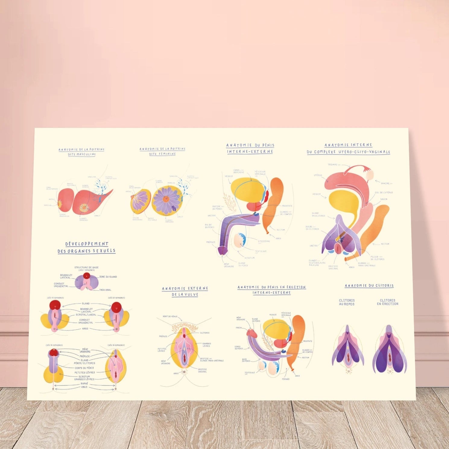 Planche anatomique EVARS en carton plume - Grand Format - Gang du Clito
