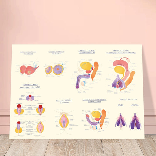 Planche anatomique EVARS en carton plume - Grand Format - Gang du Clito