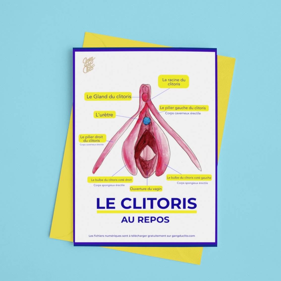 8 Fiches pédagogiques - Anatomie du clitoris, de la vulve et des seins - 🇫🇷 🇬🇧 🇪🇸 - Gang du Clito