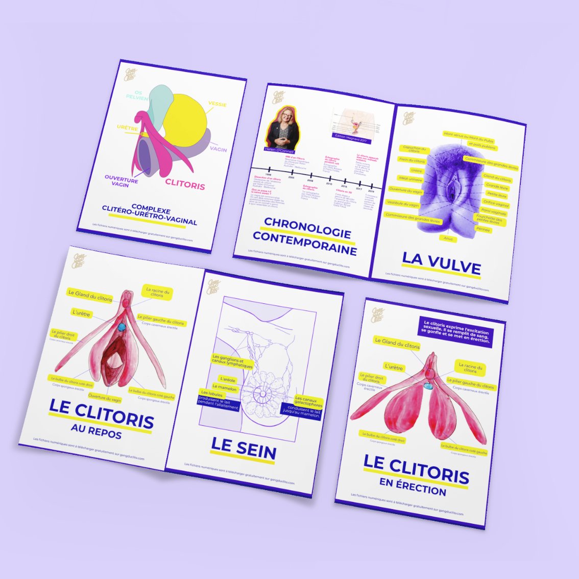 8 Fiches pédagogiques - Anatomie du clitoris, de la vulve et des seins - 🇫🇷 🇬🇧 🇪🇸 - Gang du Clito