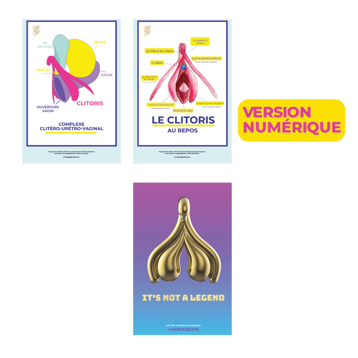 Fiches anatomiques du clitoris - Version Numérique - Gang du Clito