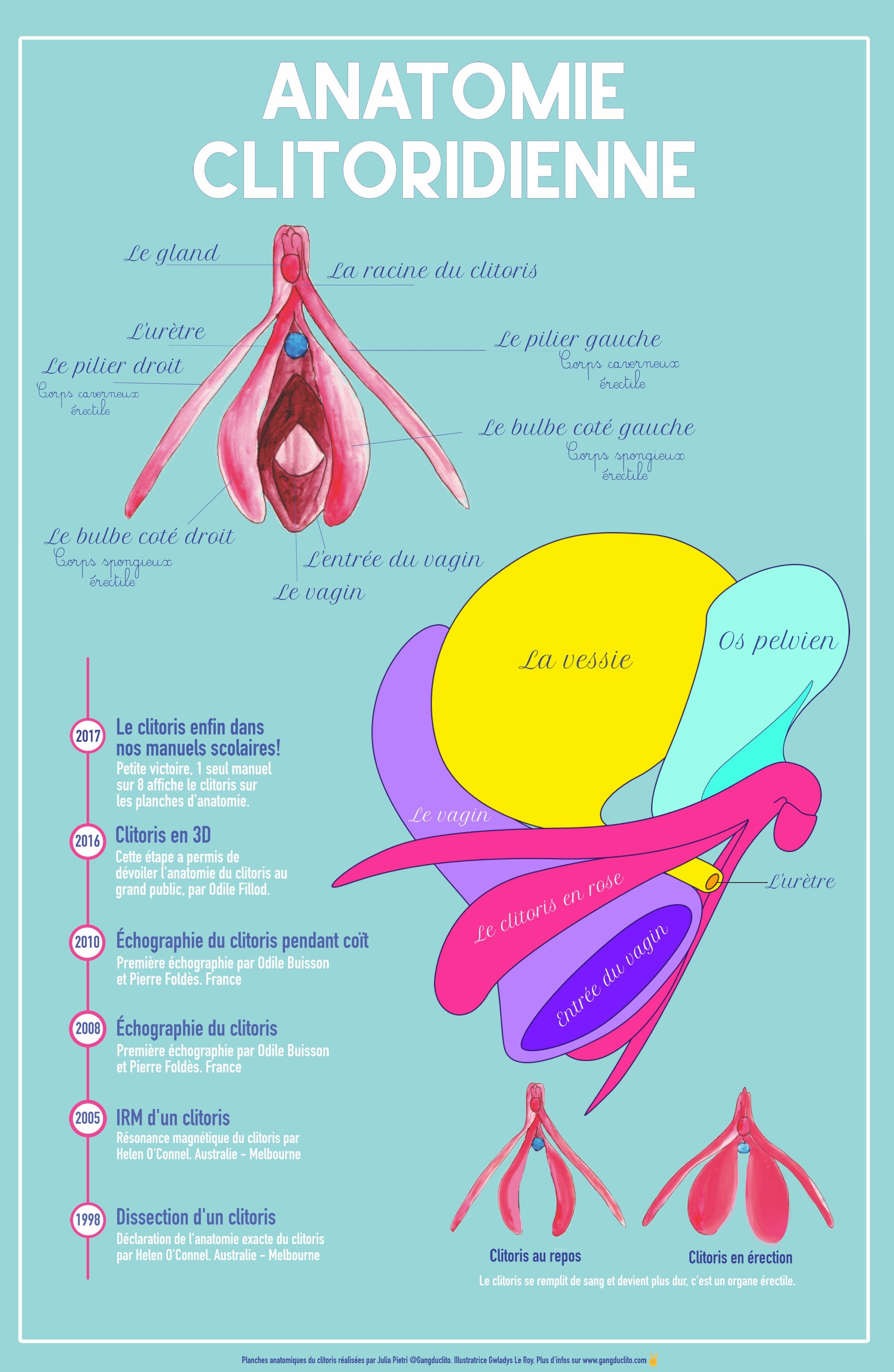 Le pack de 6 Affiches - Planche anatomique + 5 posters clitoris - Gang du Clito